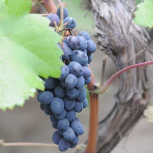 Sprzedaż winorośli i sadzonek